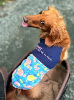 ���å������Υ���ߥ���������