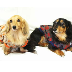 ���å������μ�������